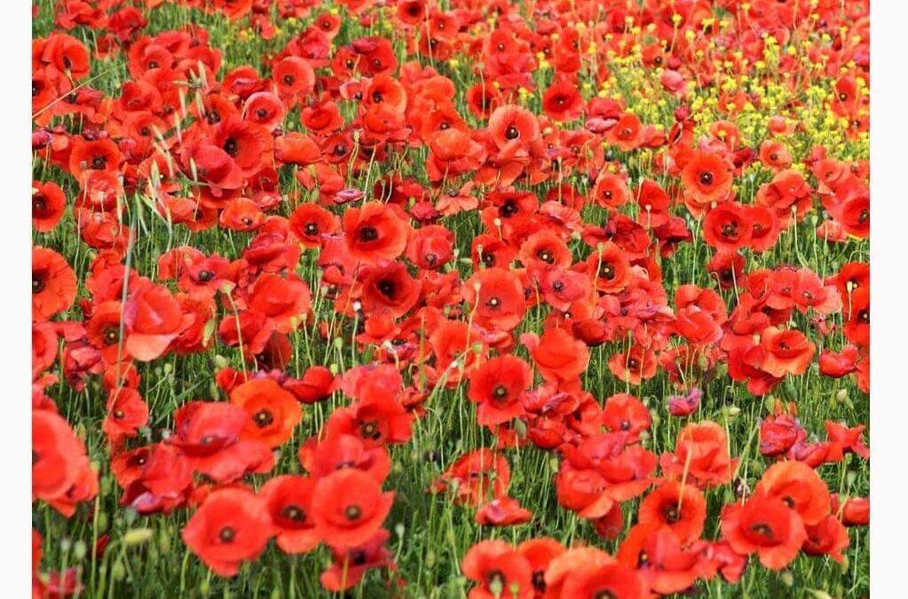 Lord-Lieutenant’s Message for Remembrance 2020
