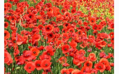 Lord-Lieutenant’s Message for Remembrance 2020