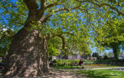 Ancient Woodlands and Ancient Tree named in Kent