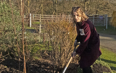 Queen’s Green Canopy Tree of Trees Planting